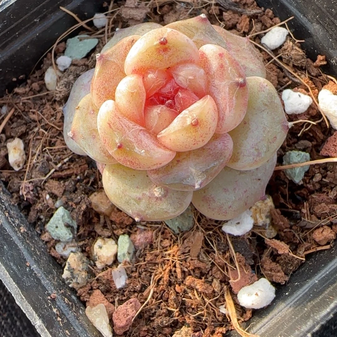 多肉小卡拉米糖心一物一拍