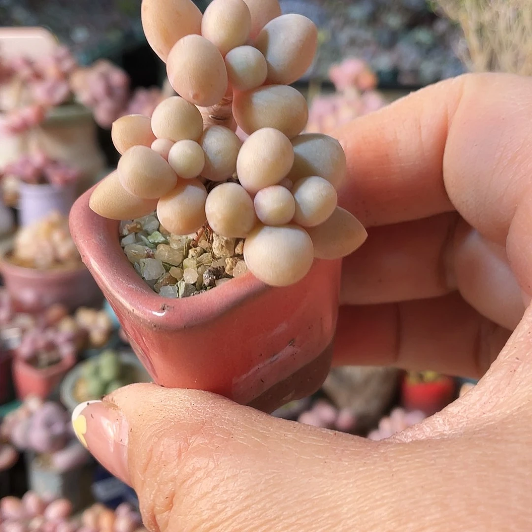 纾****I多肉植物的生长发育与生长发育第三章