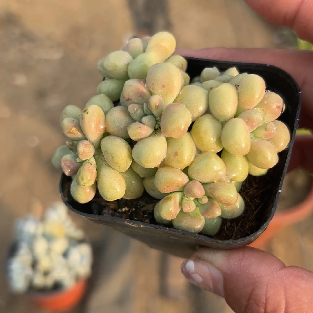 多肉植物多肉植物