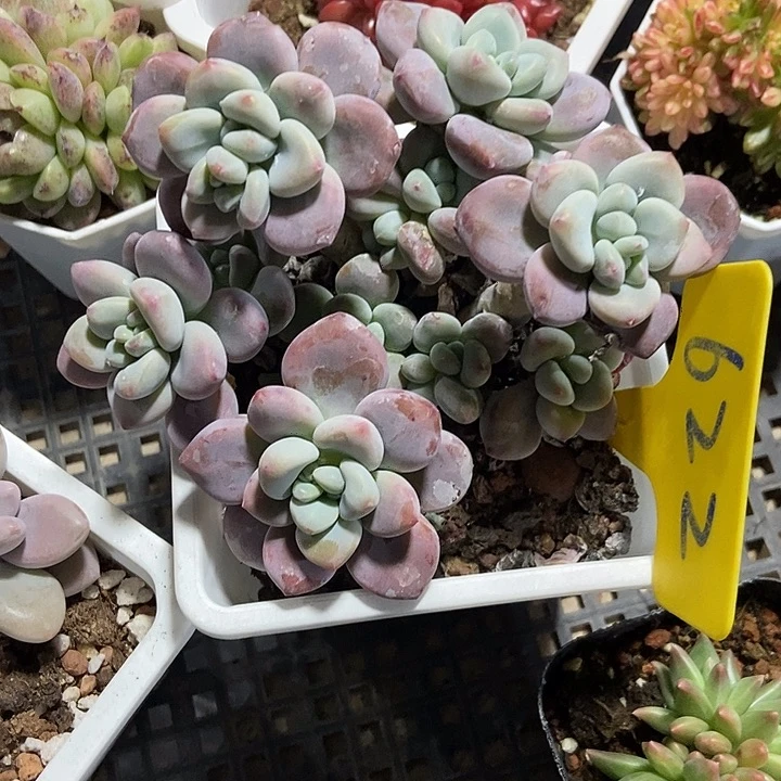 多肉植物红洛神622