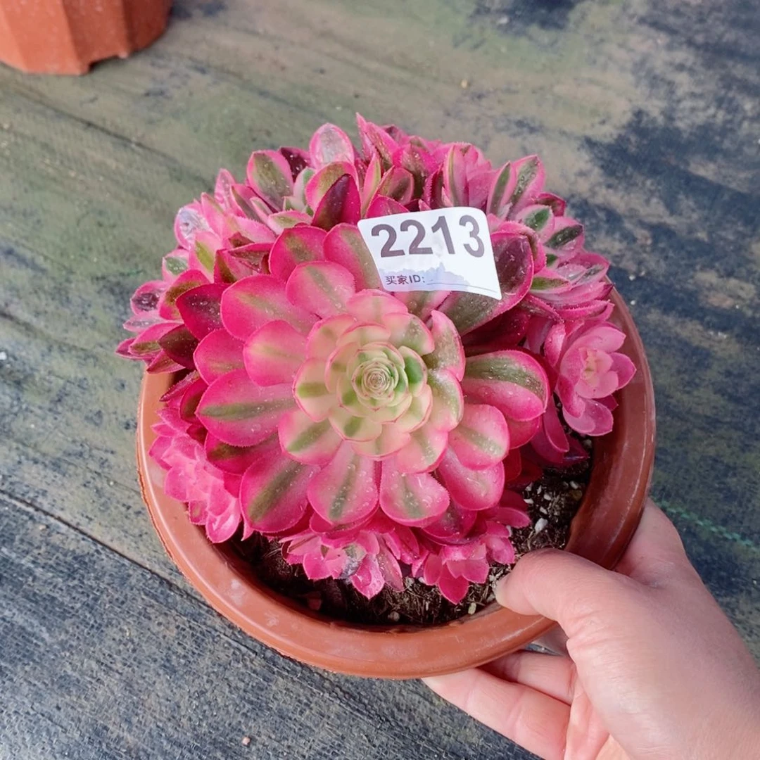 荔枝2213多肉11111