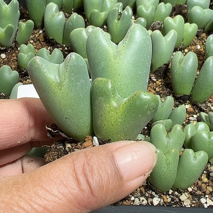 钧***钧811号大将多肉植物