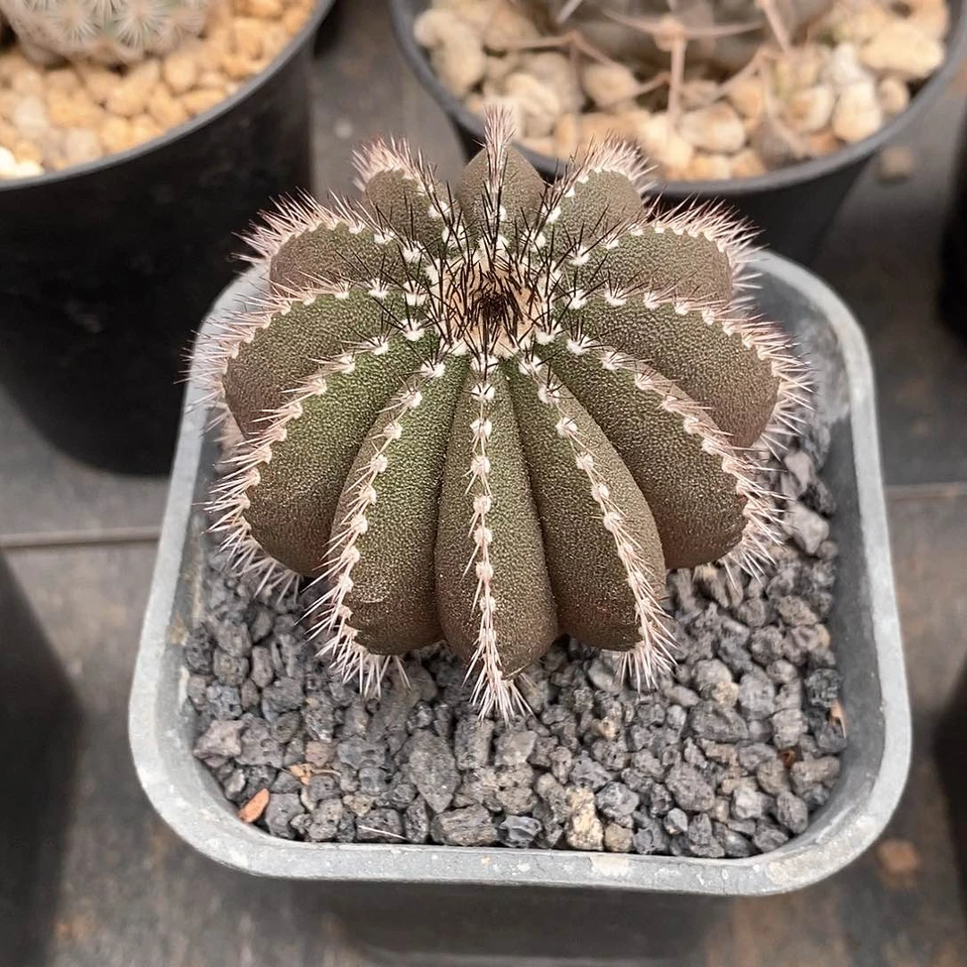 《****吼实生尤博球仙人球