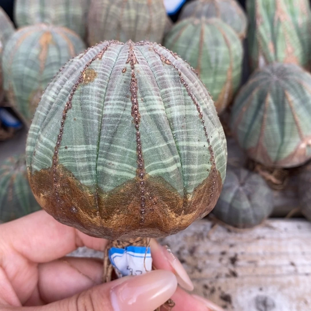 32欧系实生布纹球一物一拍