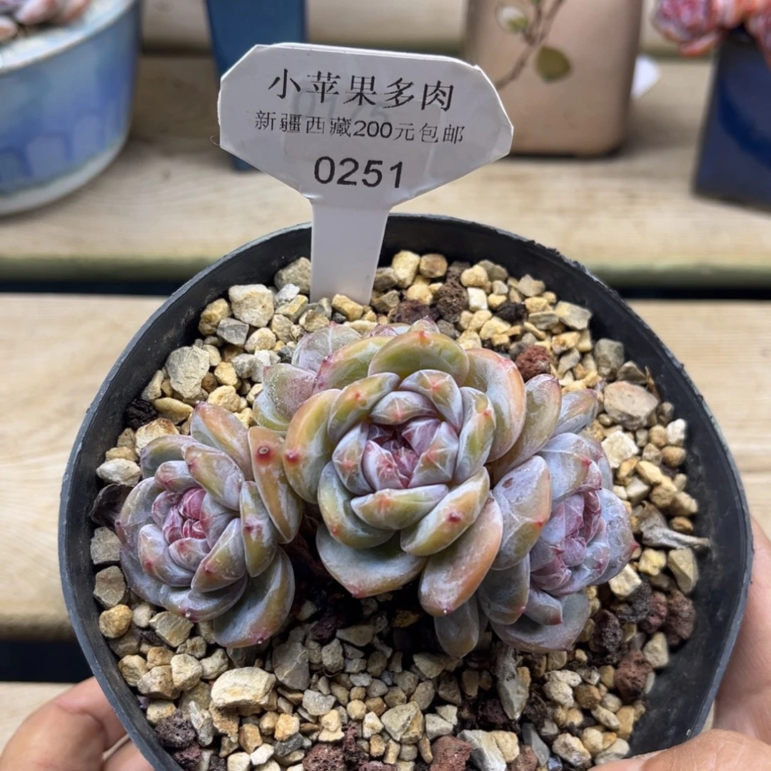 绿底紫心油脸251/10cm4头