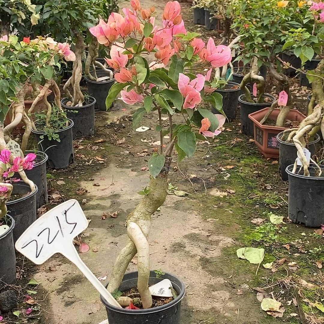 大部分开放少量花苞粉红樱2215