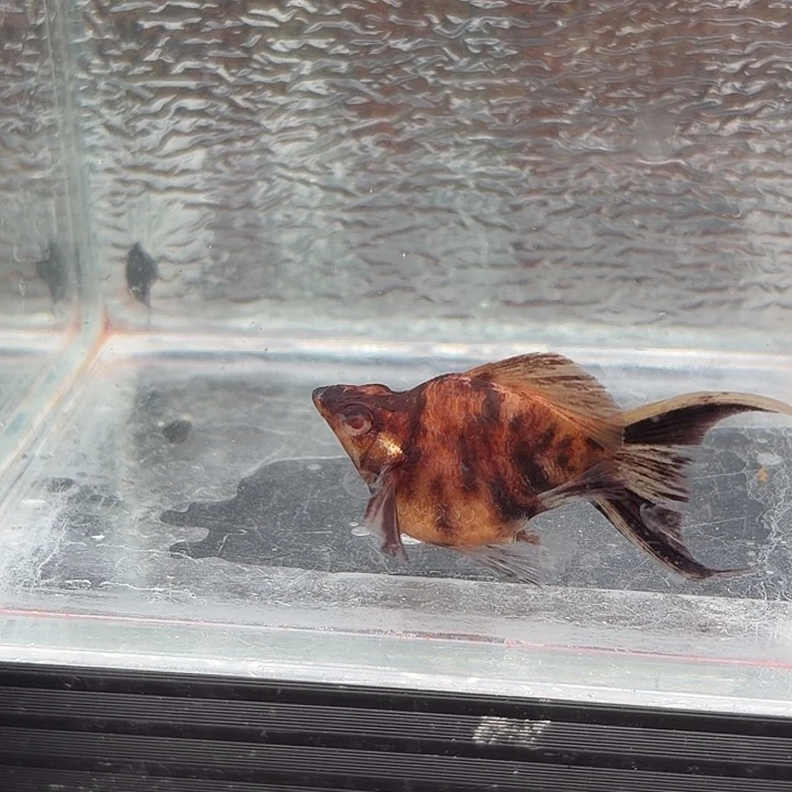 孔雀鱼玛丽鱼一条可可母