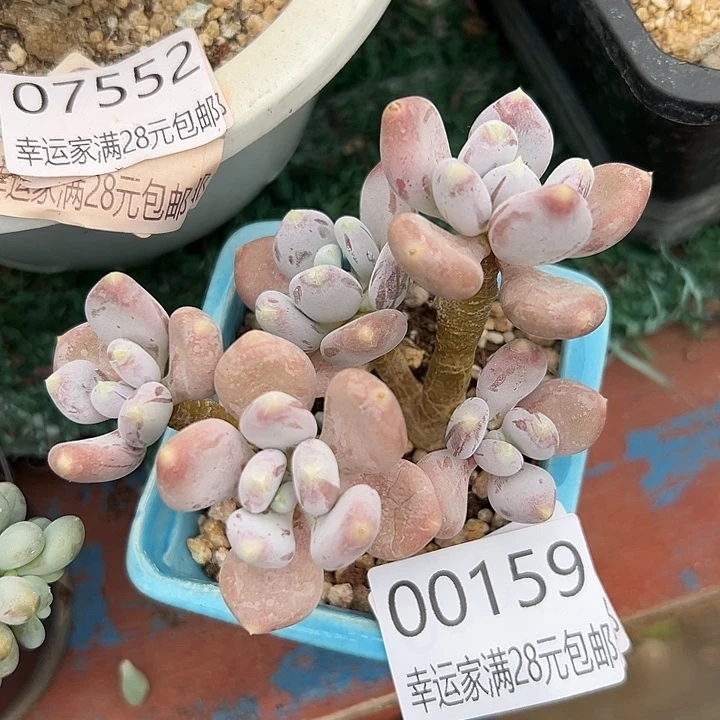 幸运儿是一位非常优秀且幸运