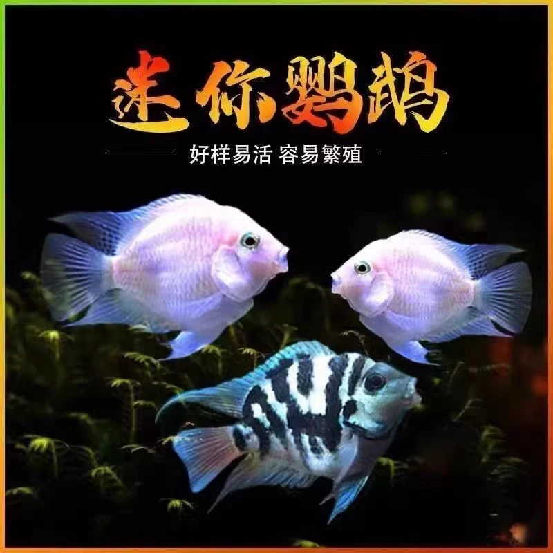 迷你鹦鹉鱼宝蓝白金繁殖种鱼小型鱼淡水好养易活热带观赏鱼苗活体