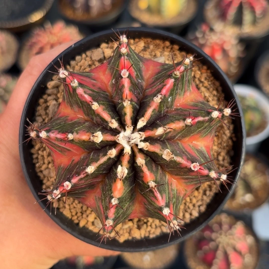 泰系米哈仙人球122