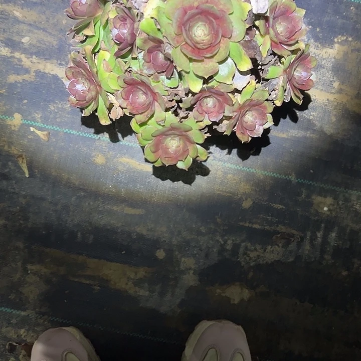 多肉法师植物链接46