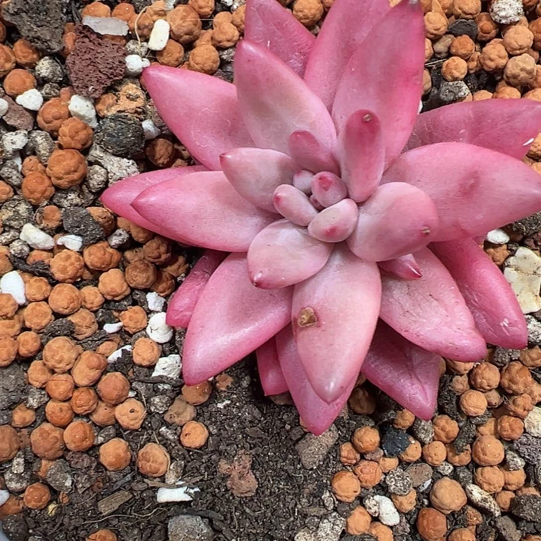 蜜桃波波锦多肉植物