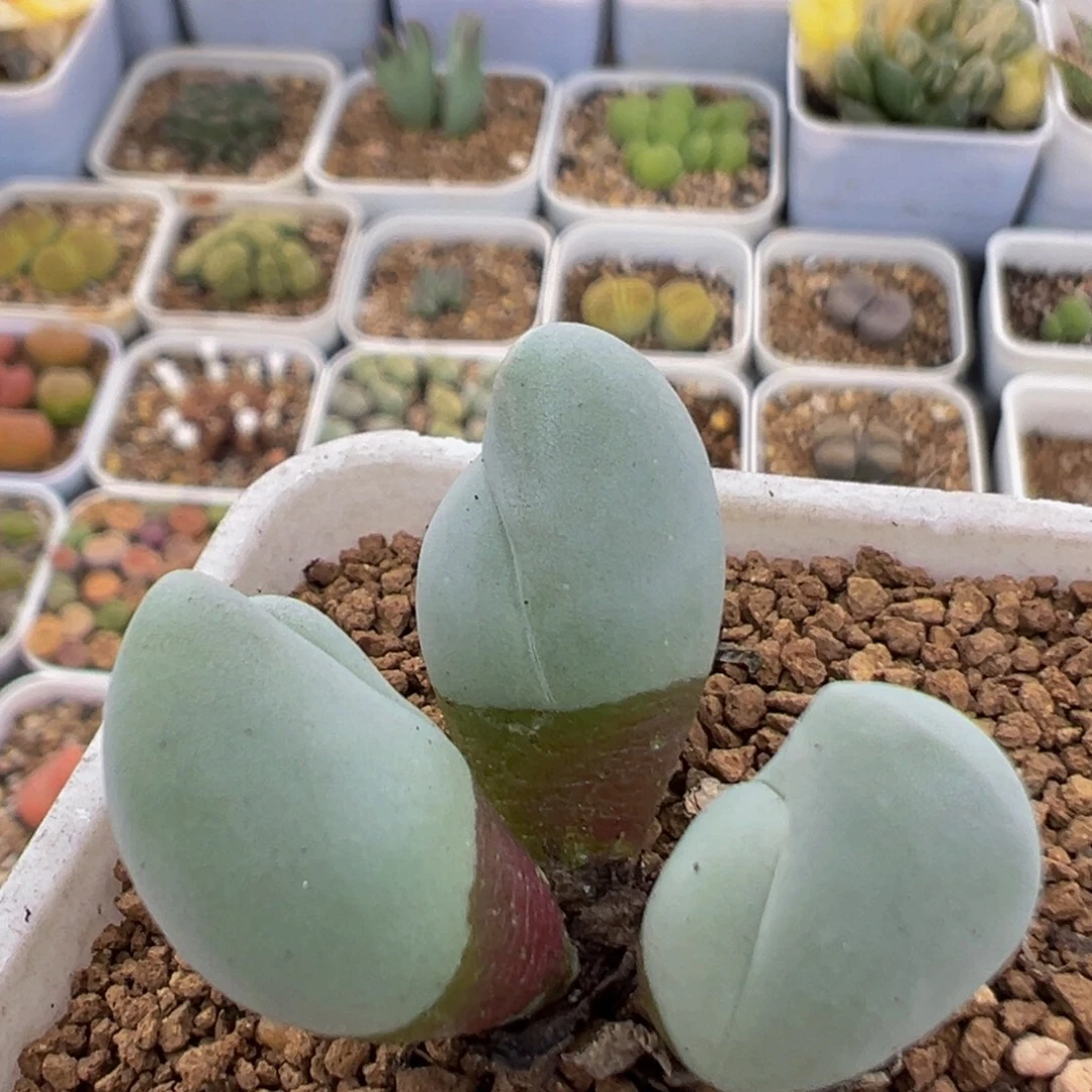 241多肉植物百科白魔