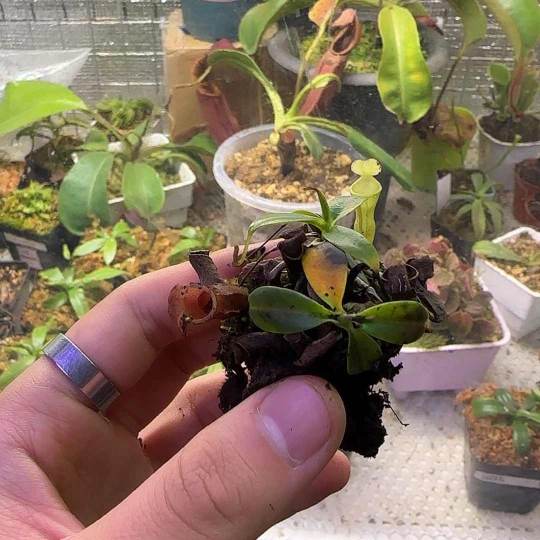 无花朵专拍风铃猪笼草