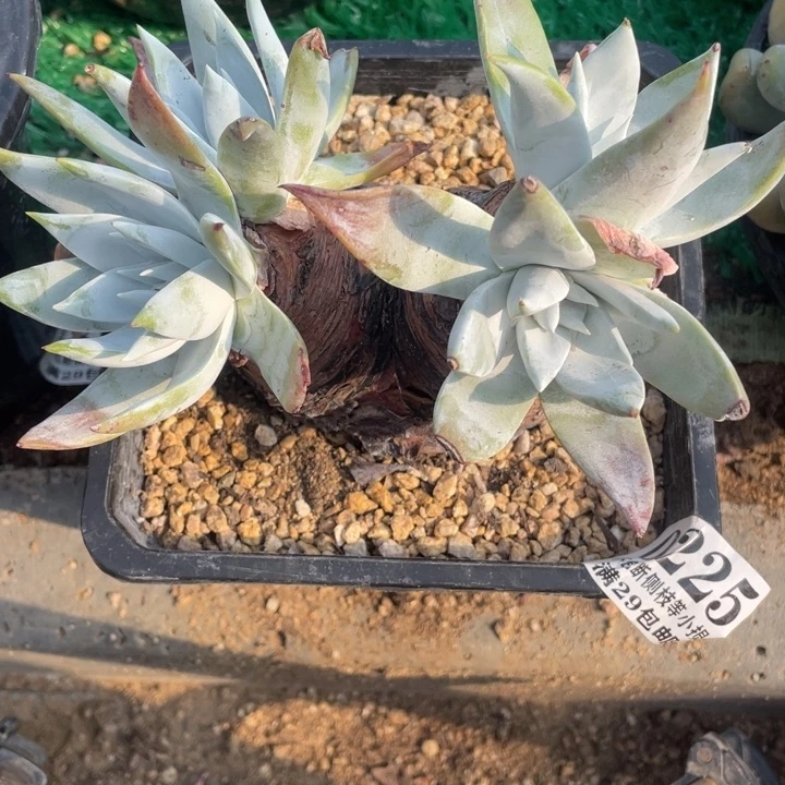 225号苹果叶雪山多肉