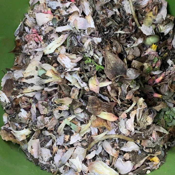 一****?一物一拍多肉植物小蓝莓