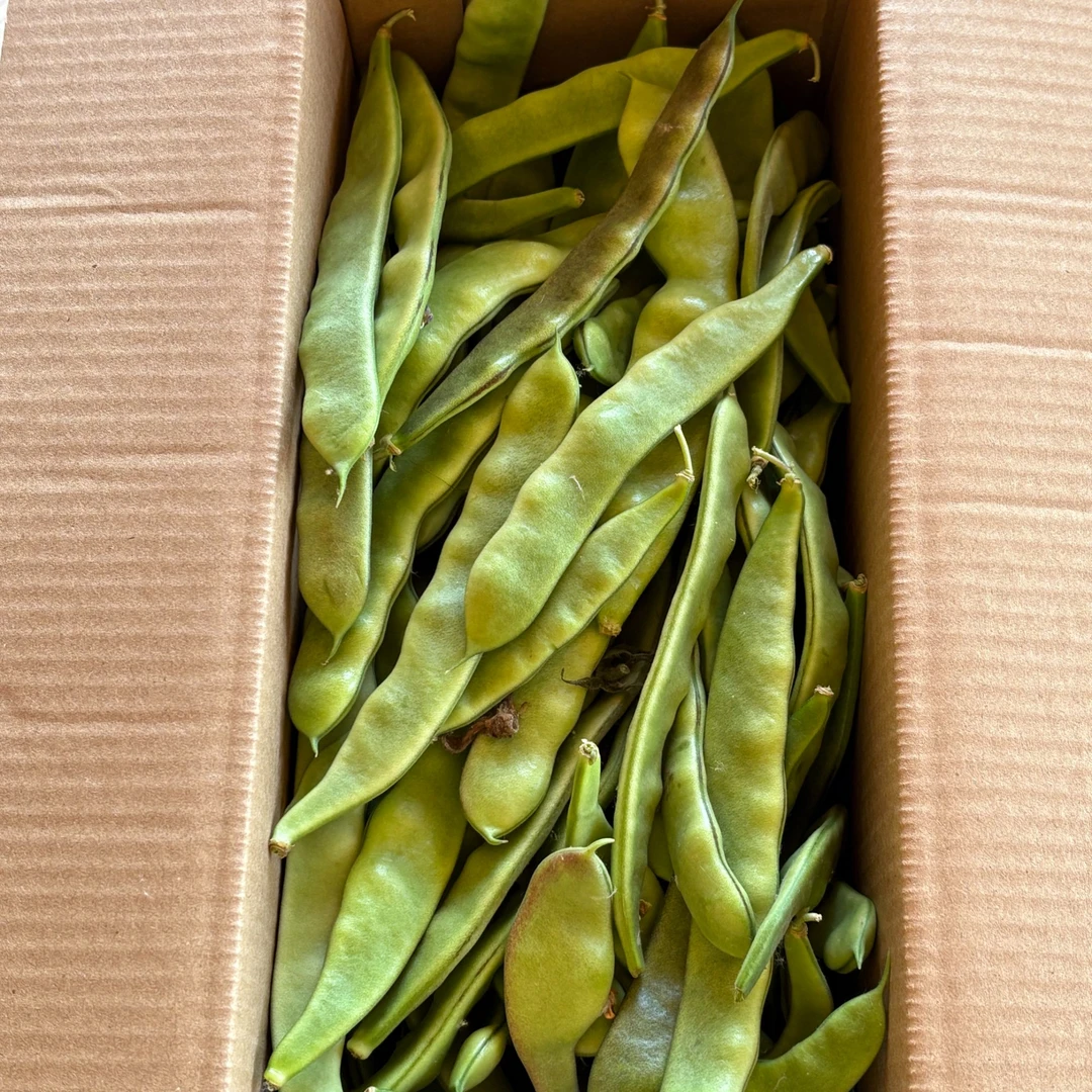 依安紫花油豆角现摘现发