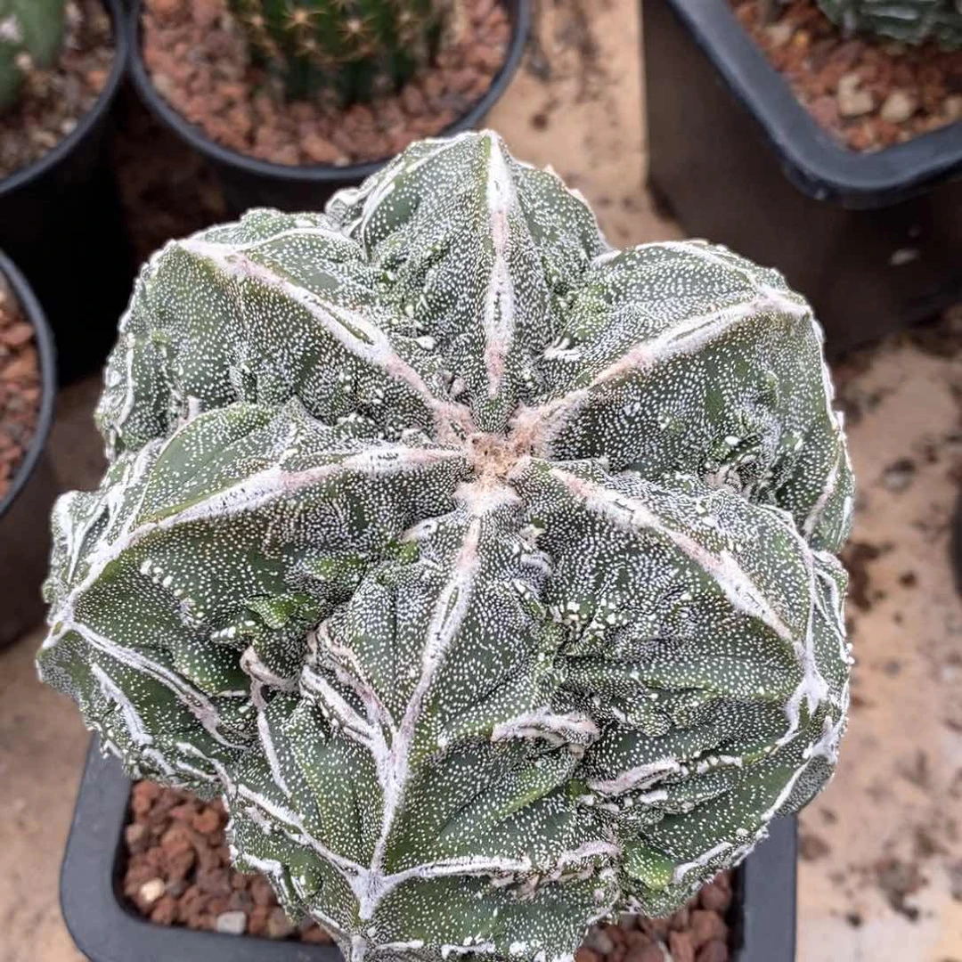 石*仙人球的世界里有