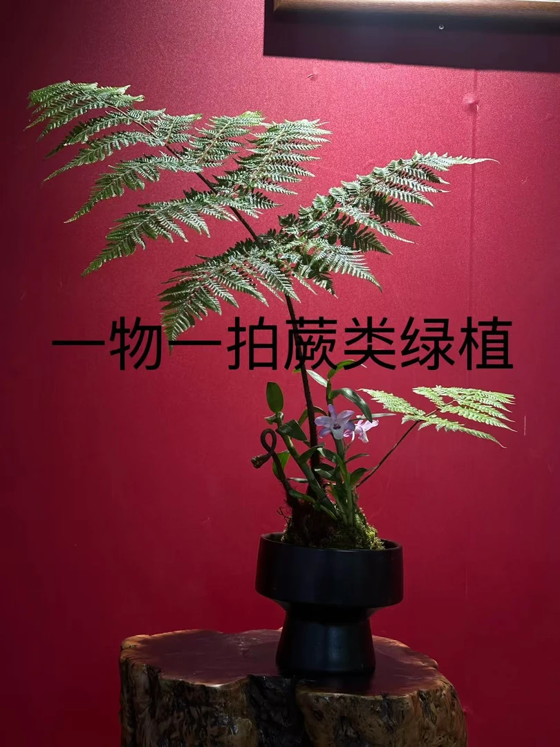 老桩红磷蕨苔藓球水培植物直播间一物一拍