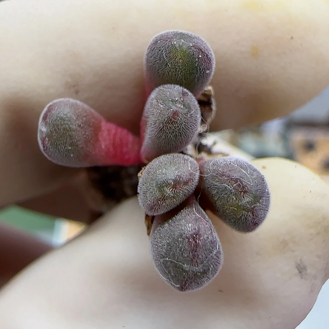 673猕猴福利福利