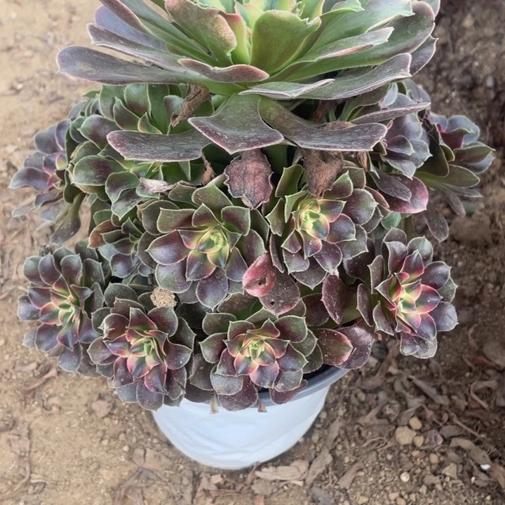 无花朵424对肉植物香妃