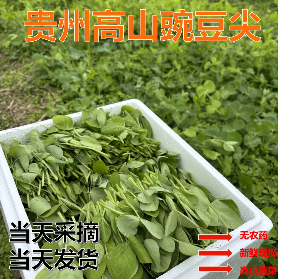 贵州高山现摘新鲜豌豆尖嫩豌豆苗露天种植应季蔬菜