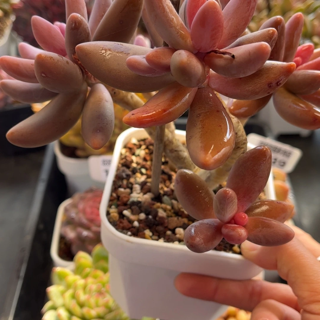 1041 天冷必拍保温箱