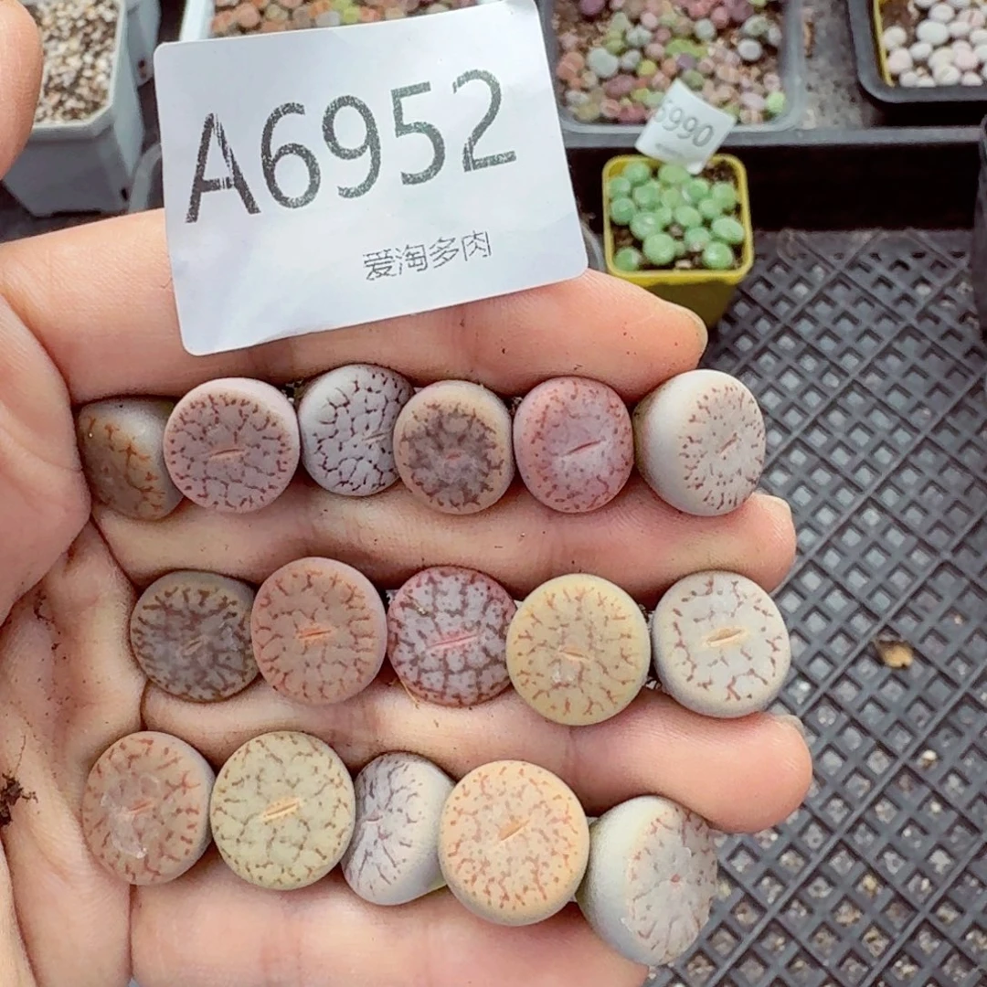 6952–生石花 生石花