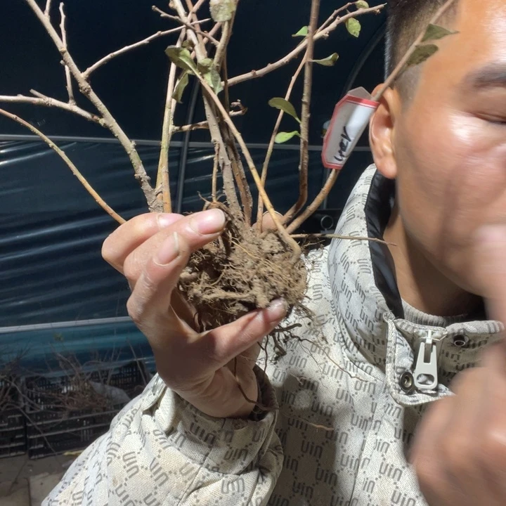 无花朵赤八重海棠花