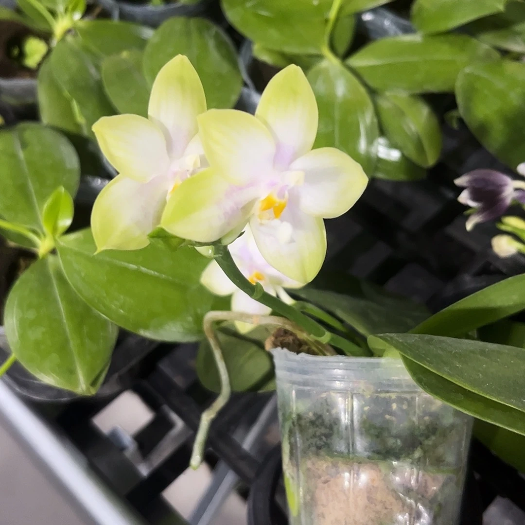 完全开放蓝色薄荷