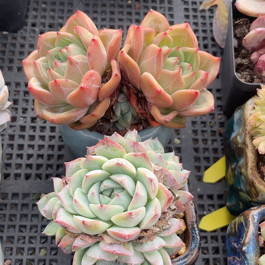 两盆多肉植物群生