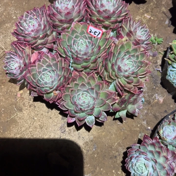 精品多肉植物老桩粉女巫