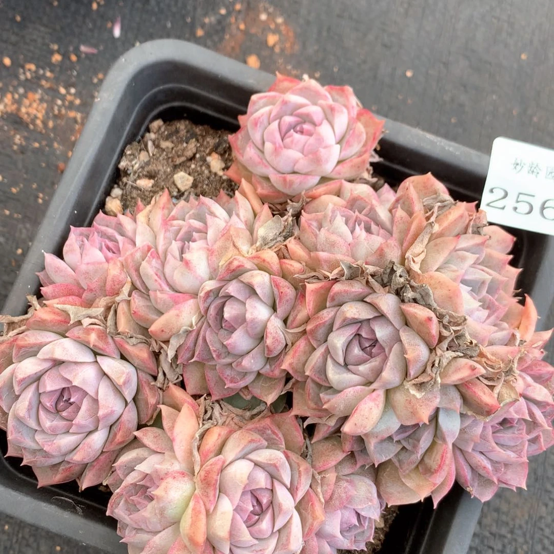 2568杂交多肉植物