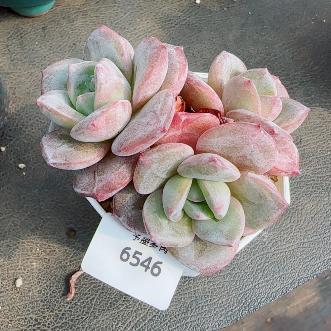 德国香槟，6546多肉植物