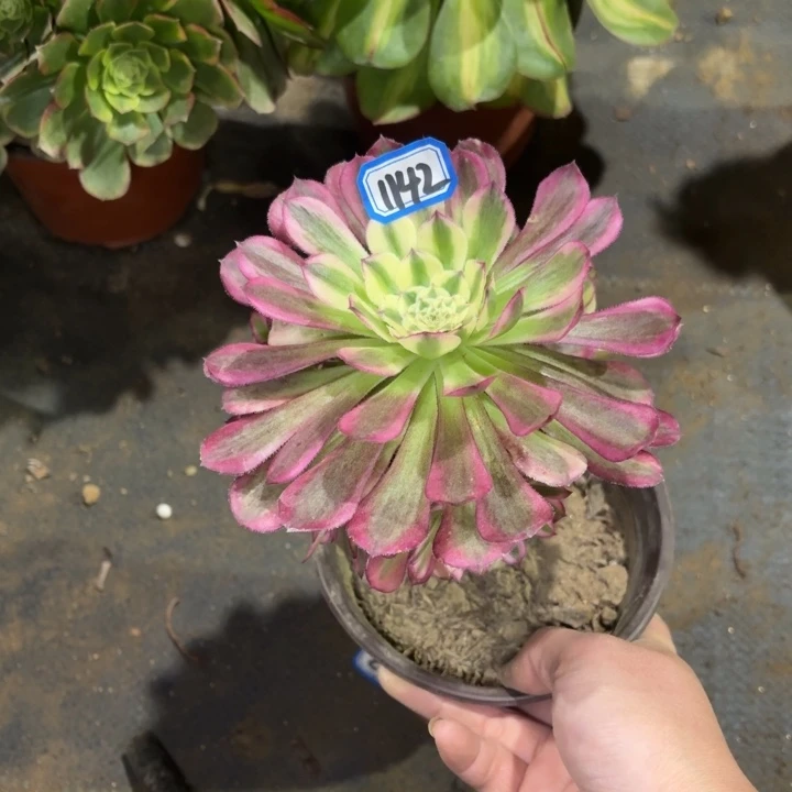 黑萝莉超白锦1142一物一拍多肉