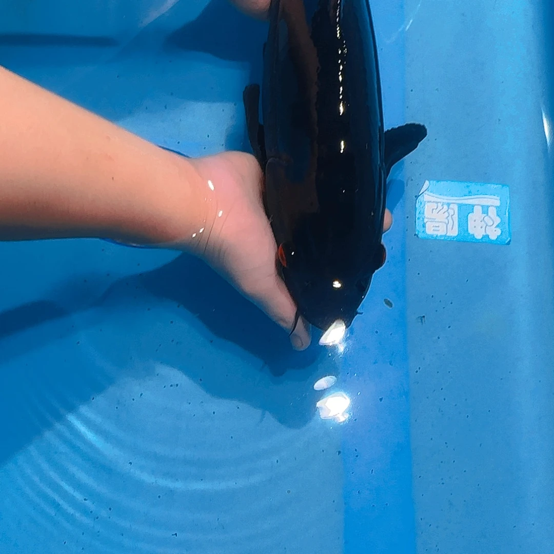 锦鲤黑金专拍链接