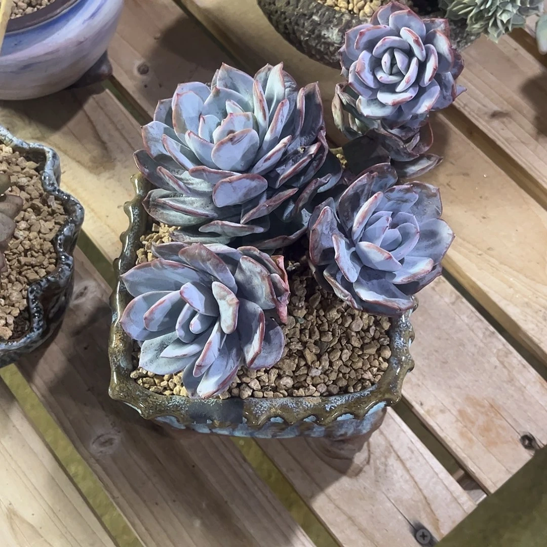 余***鱼余鱼姐姐的奶茶老桩