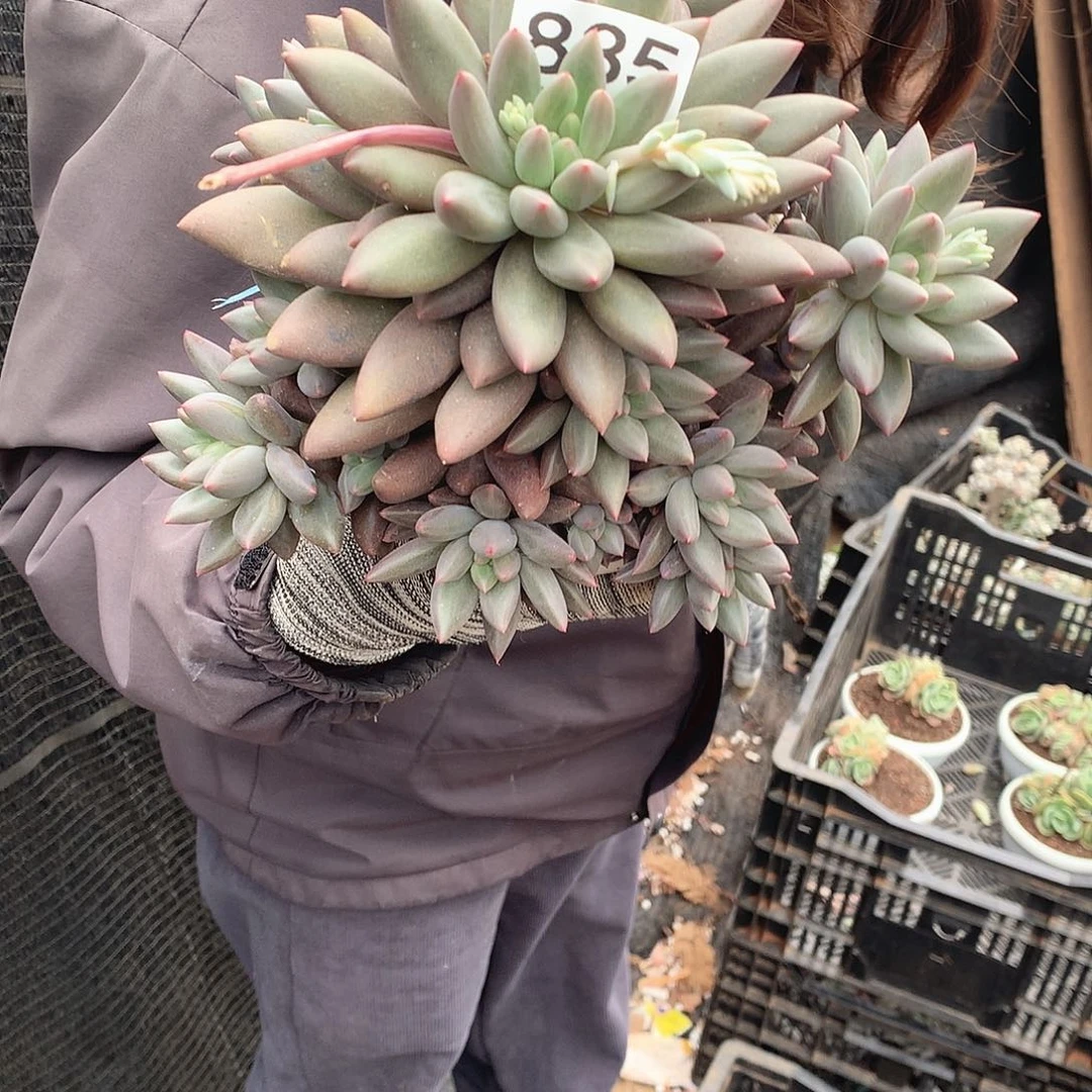 835 一物一拍多肉