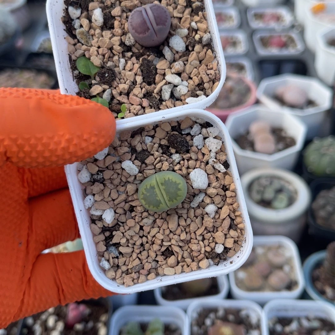 多肉植物一物一拍5