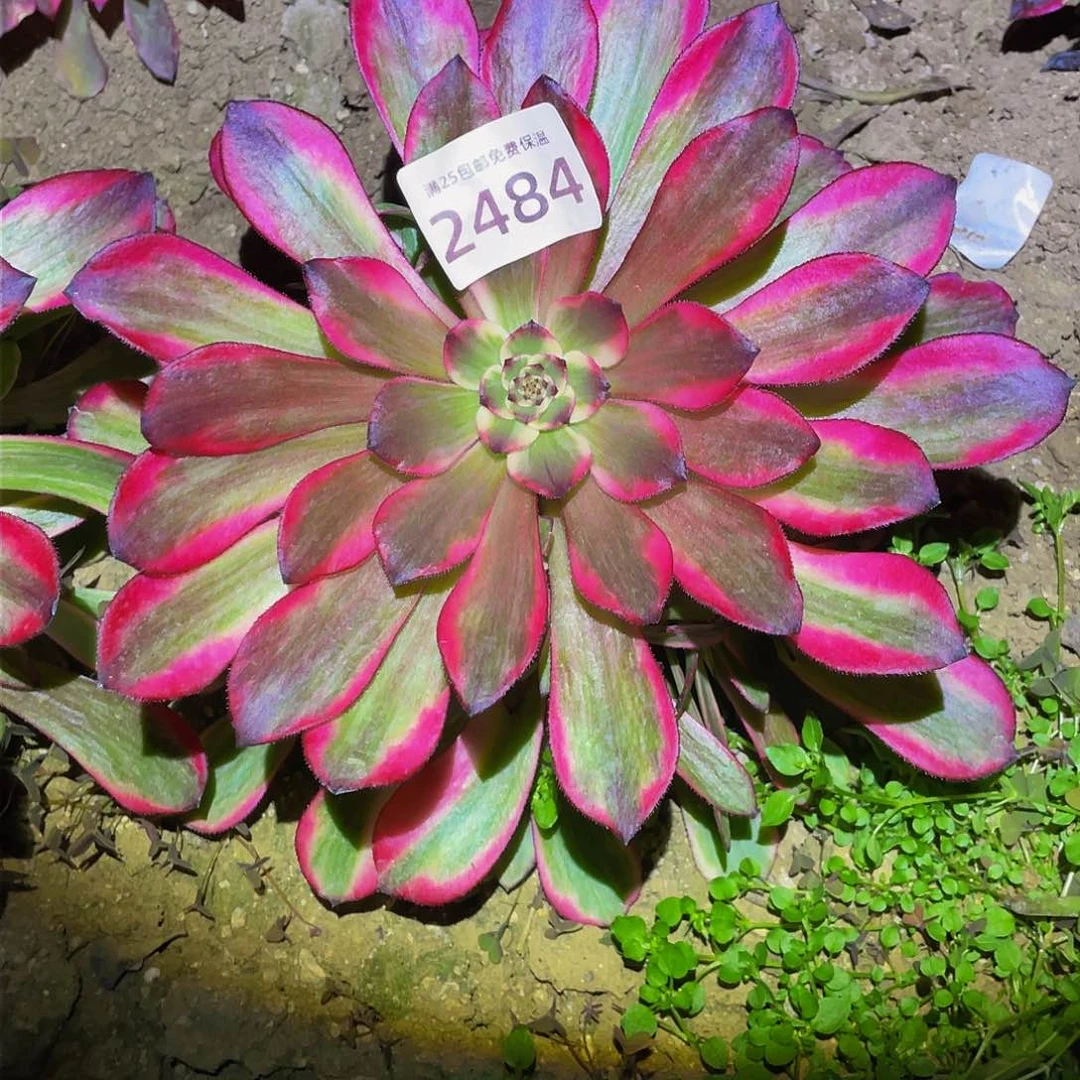 2484烟花多肉植物