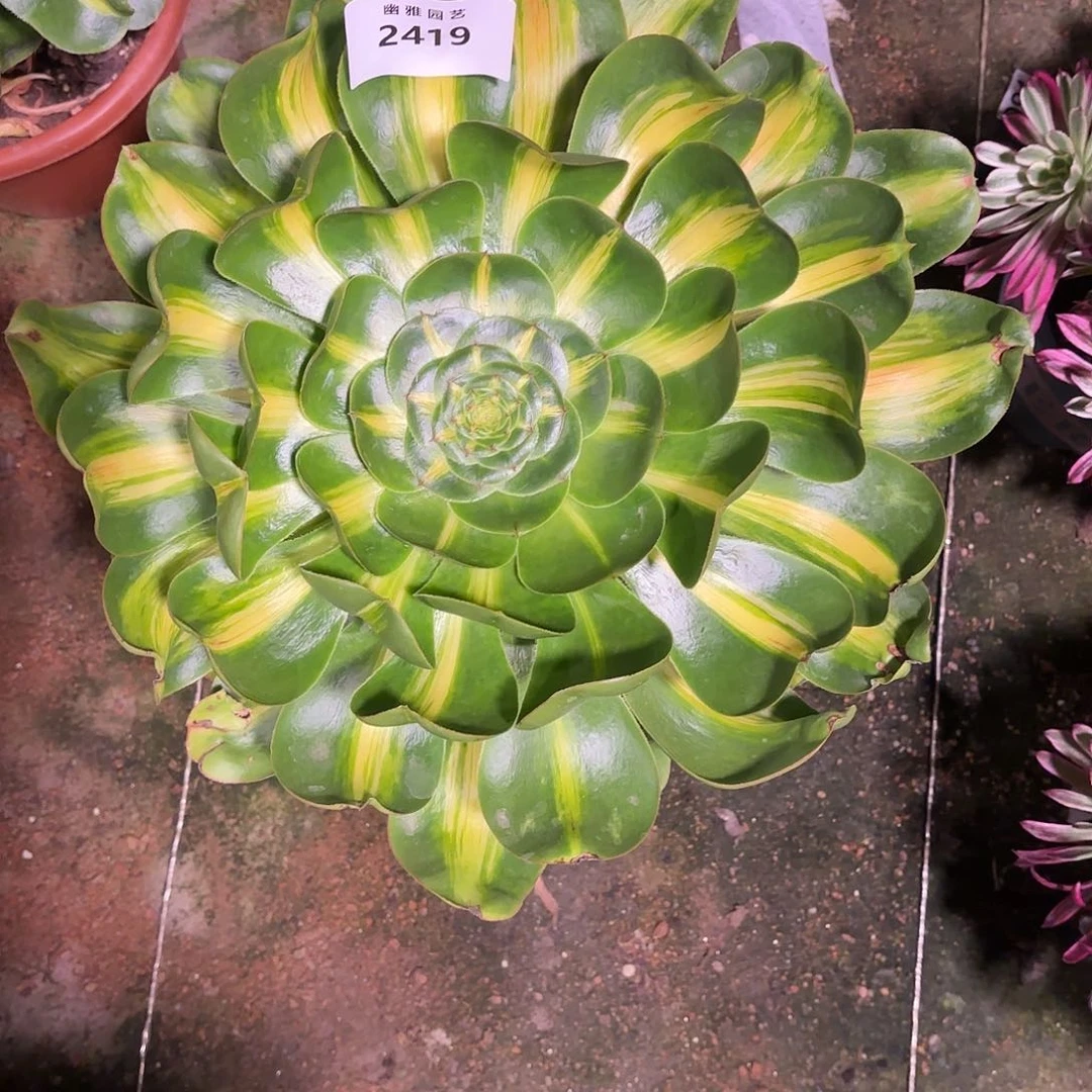 天****暖多肉法师暴君2419