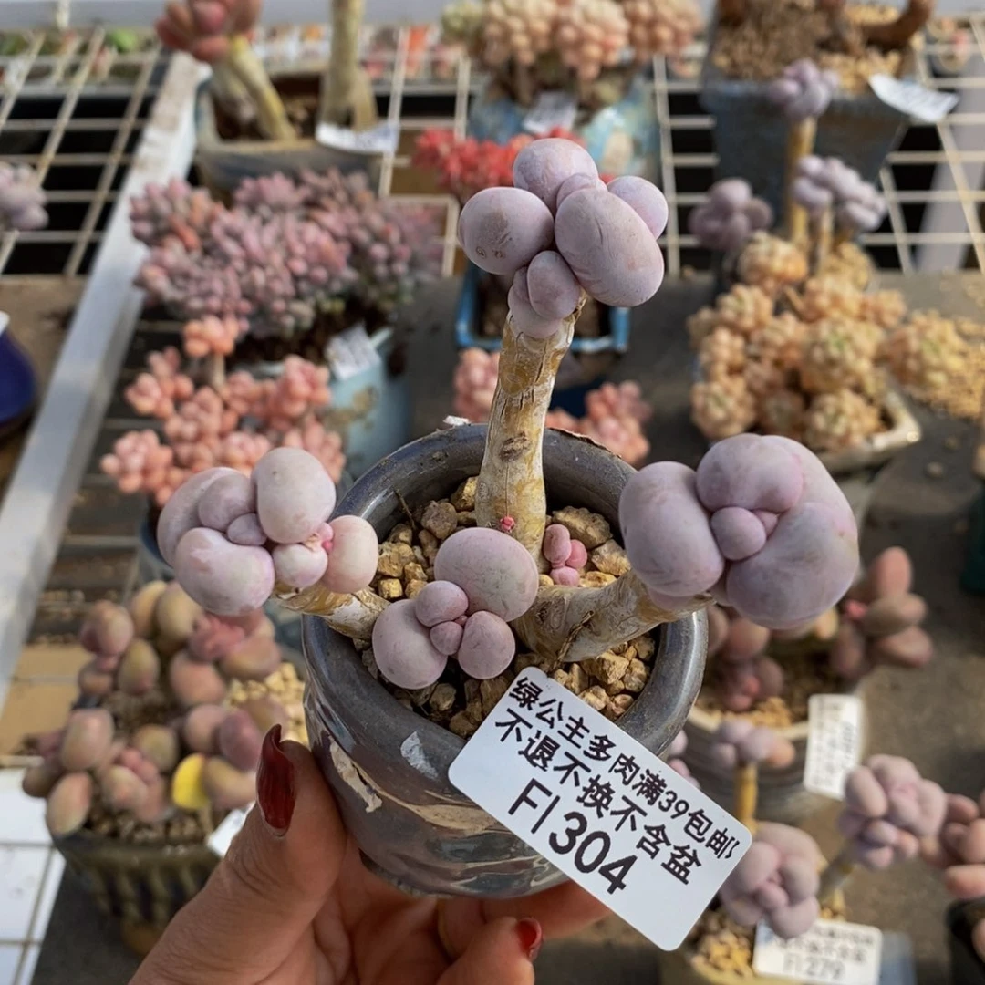 芭比奶酪304/9c m