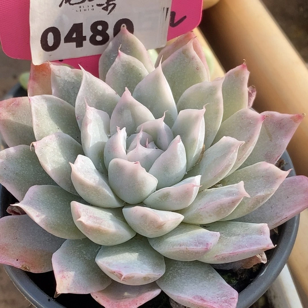 480哈哈哈哈哈哈哈