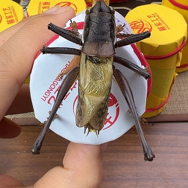 鸣虫虫具一条包邮