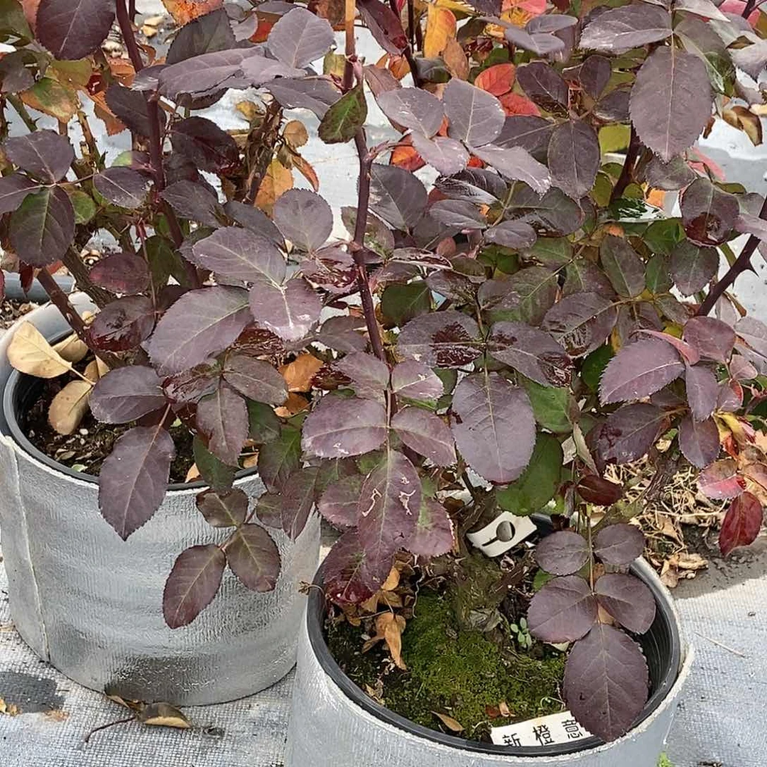 无花朵新橙意两加仑裸根