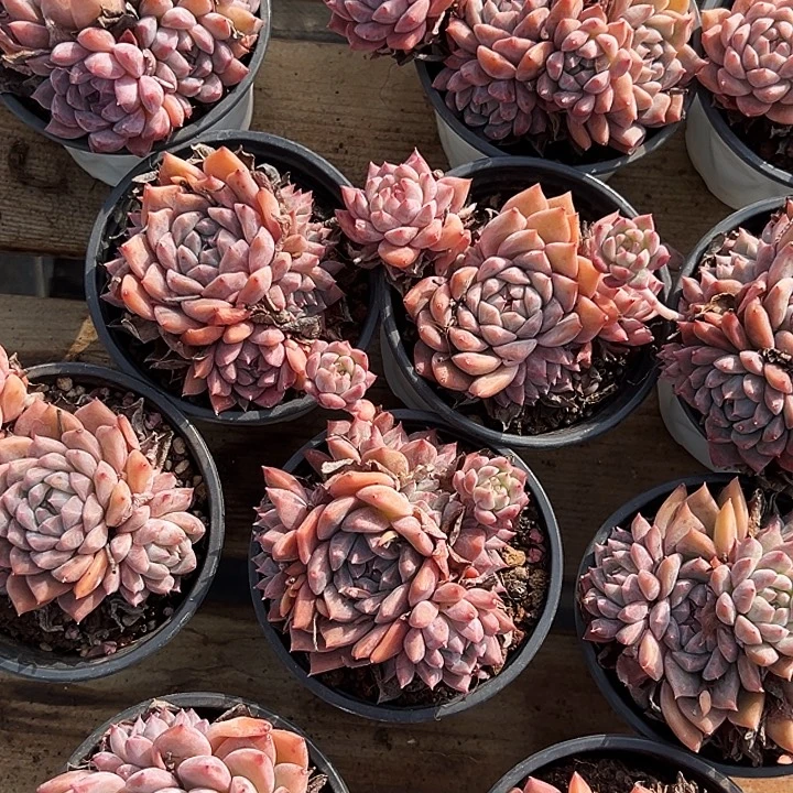 大霜花群          福利多多