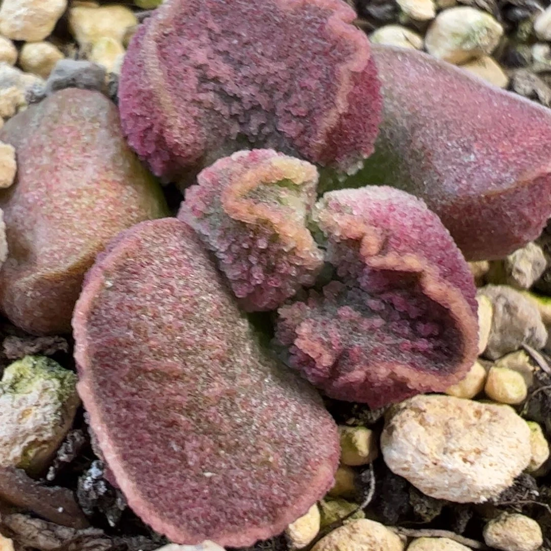 实生新品多肉植物水泡51号