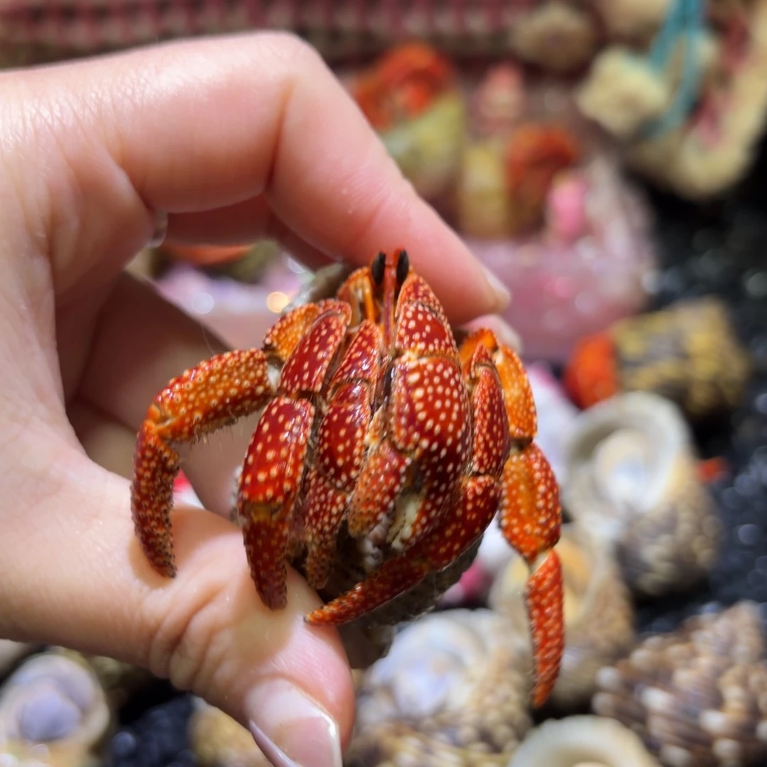 斐济寄居蟹 3.2口