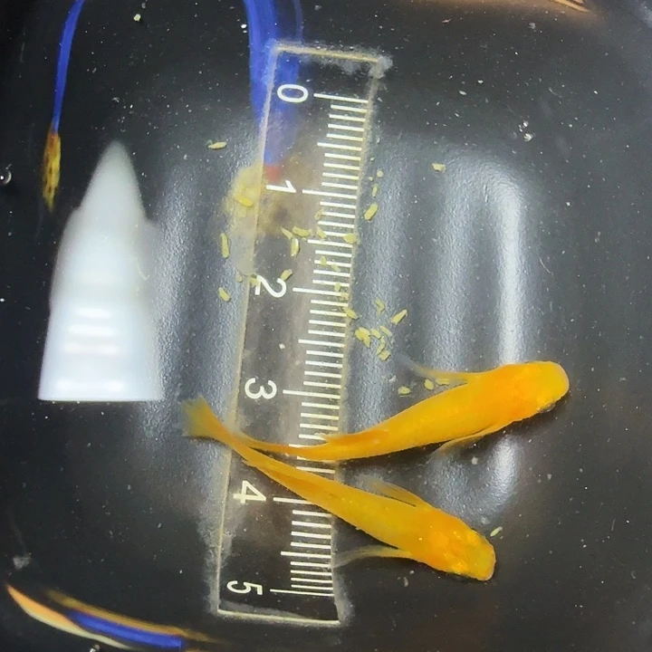 青鳉鱼81号拍品一物一拍