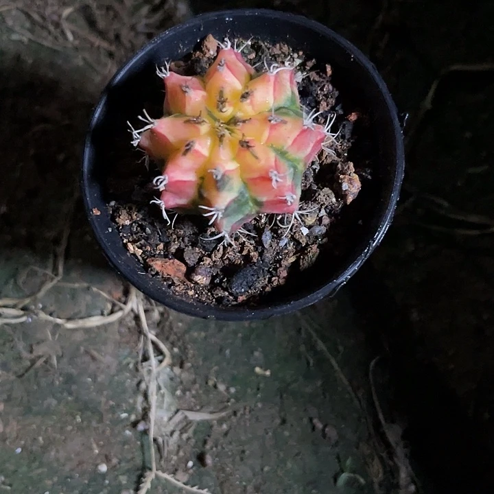 仙人球好好看好漂亮15